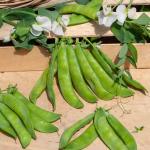 Légumes Secs - Pois Mangetout Normand - 20 m - face recto